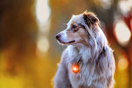 Orbiloc Dog Dual - Amber