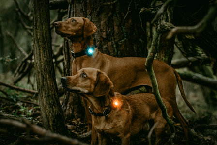 Orbiloc Dog Dual - Turquoise