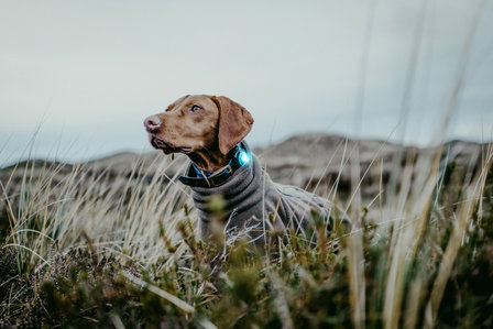 Orbiloc Dog Dual - Turquoise