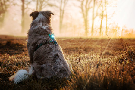 Orbiloc Dog Dual - Turquoise