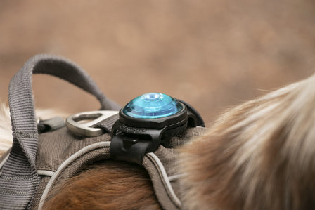 Orbiloc Dog Dual - Turquoise