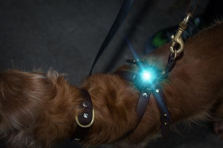 Orbiloc Dog Dual - Turquoise