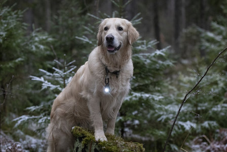 Orbiloc Dog Dual - Dark
