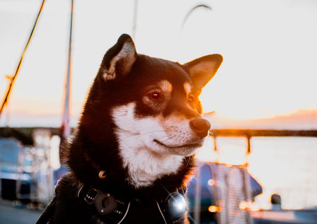 Orbiloc Dog Dual - Dark