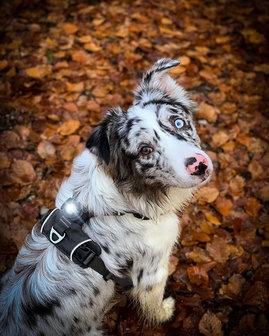 Orbiloc Dog Dual - Dark