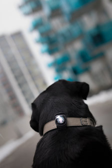 Orbiloc Dog Dual - Dark