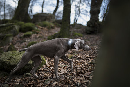 Orbiloc Dog Dual - Dark