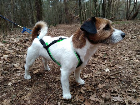 Inlandsis open-back harnas Green - kleine hond t/m 20KG