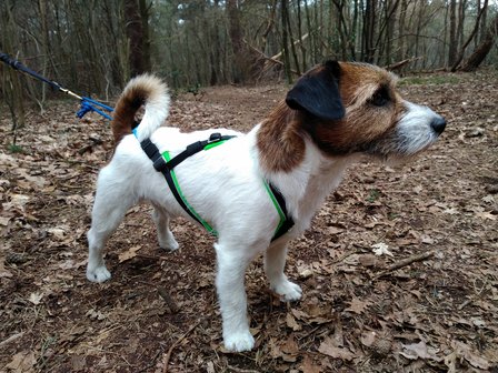 Inlandsis open-back harnas Red - kleine hond t/m 24KG