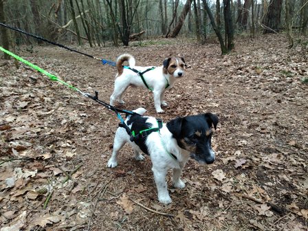 Inlandsis open-back harnas Red - kleine hond t/m 24KG