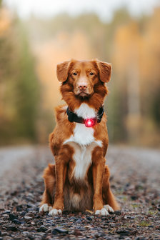 Orbiloc Dog Dual - Red