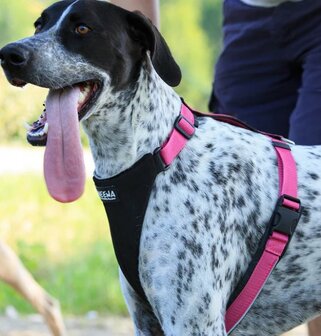 Running Harnas | Roze