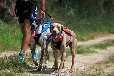 Harnas - with Pride Dog sport equipment