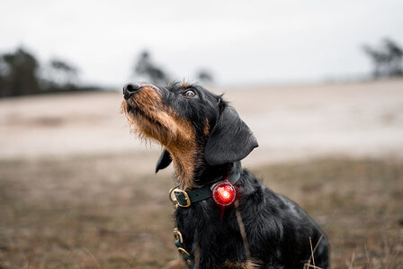 Orbiloc Dog Dual - Red
