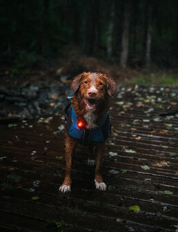 Orbiloc Dog Dual - Red