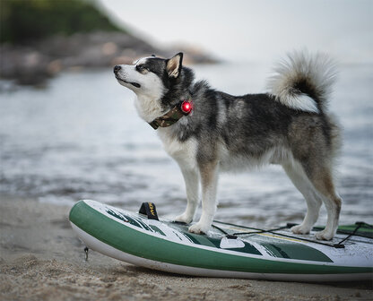 Orbiloc Dog Dual - Red
