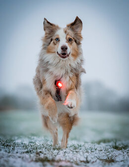Orbiloc Dog Dual - Red