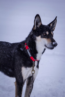 O-Ring collar