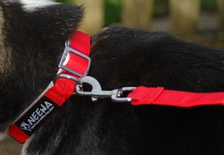 Tagging Pet Collar