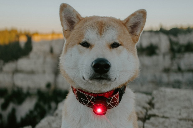 Orbiloc Dog Dual - Red