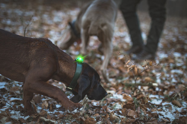 Orbiloc Dog Dual - Green