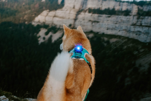 Orbiloc Dog Dual - Blue