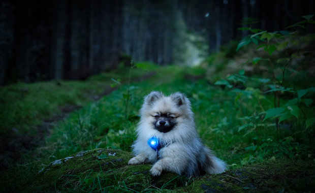 Orbiloc Dog Dual - Blue