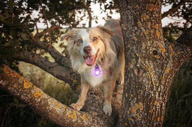 Orbiloc Dog Dual - Purple