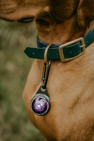 ORBILOC DOG DUAL | PURPLE