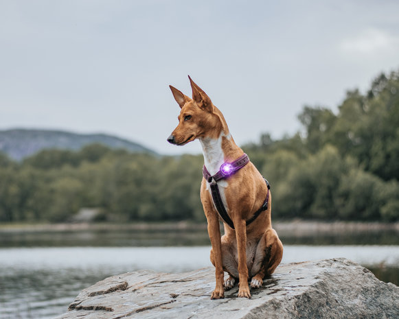 Orbiloc Dog Dual - Purple