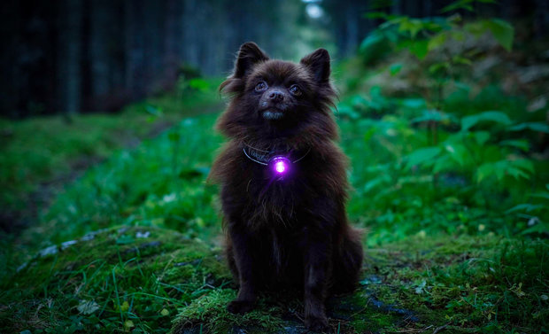 Orbiloc Dog Dual - Purple