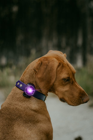 ORBILOC DOG DUAL | PURPLE