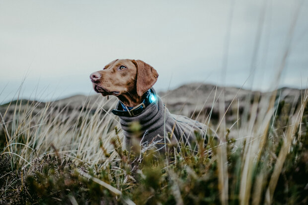 ORBILOC DOG DUAL | TURQUOISE  