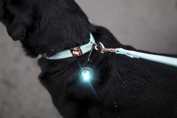 Orbiloc Dog Dual - Turquoise