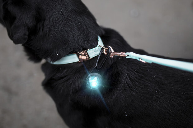 ORBILOC DOG DUAL | TURQUOISE  