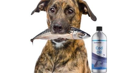 Cod Oil, iceland pets