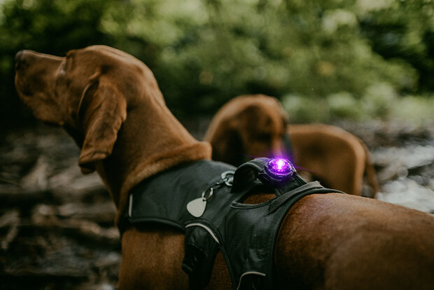 ORBILOC DOG DUAL | PURPLE