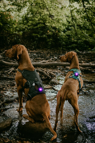 ORBILOC DOG DUAL | PURPLE