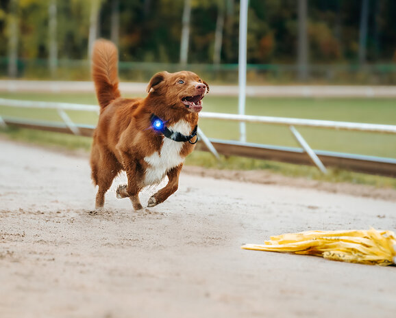 ORBILOC DOG DUAL | BLUE