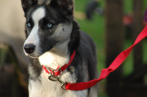 Easy fit collar