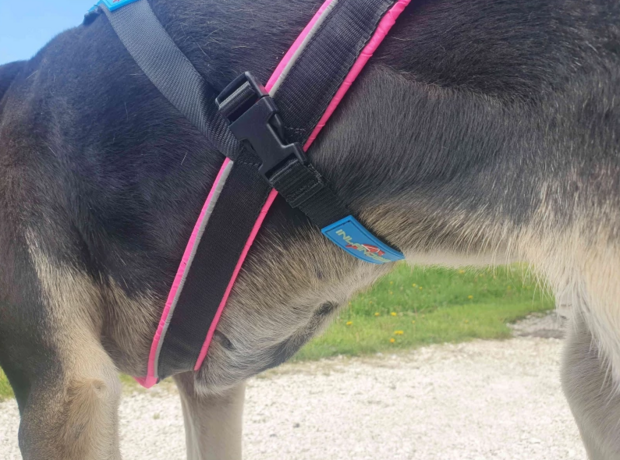 Safety Belly Band
