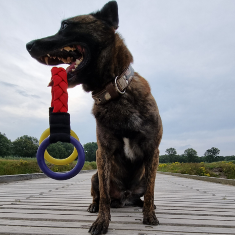 IMPETUSdog DOUBLE RING - S