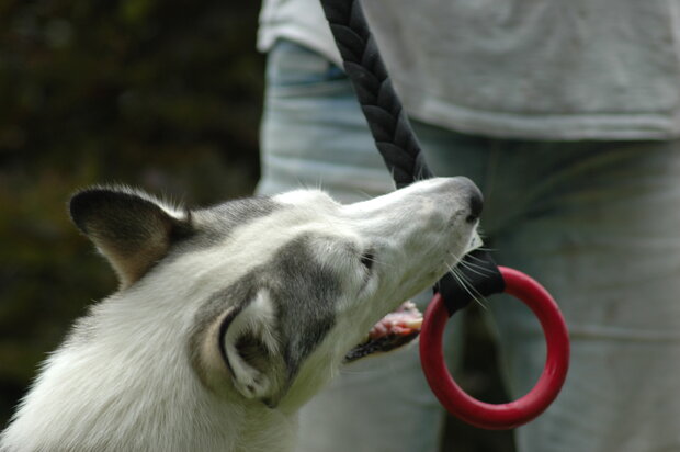IMPETUSdog DOUBLE RING - M