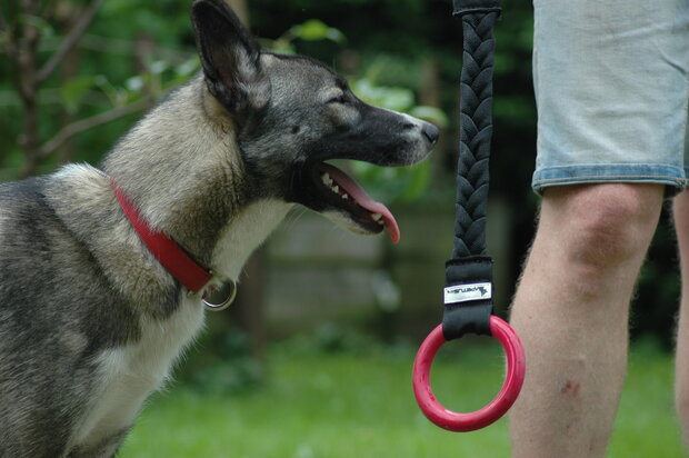 IMPETUSdog PULLED RING - S