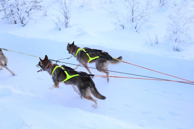 Axaeco X shirt harnas