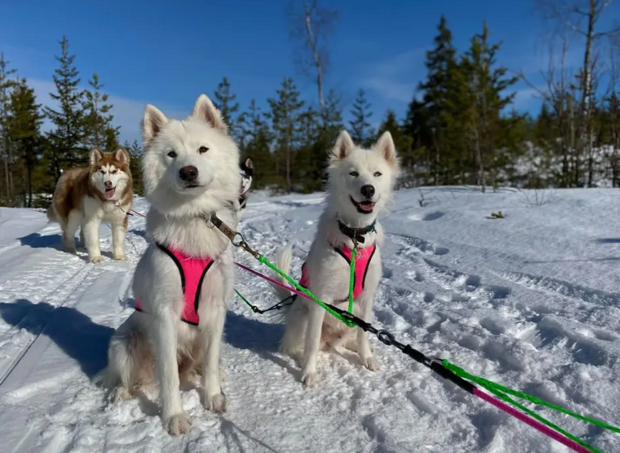 Axaeco X shirt harnas