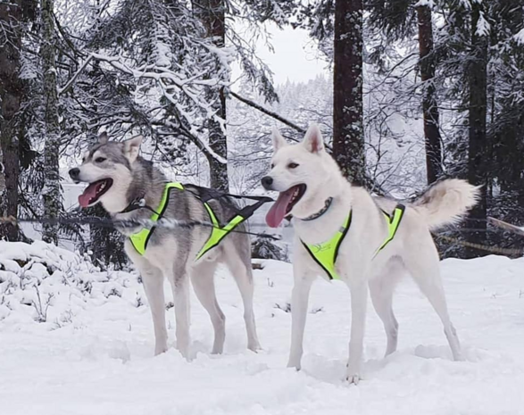 Axaeco X shirt harnas