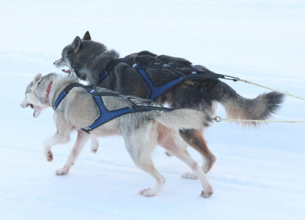 Axaeco X shirt harnas 2.0 