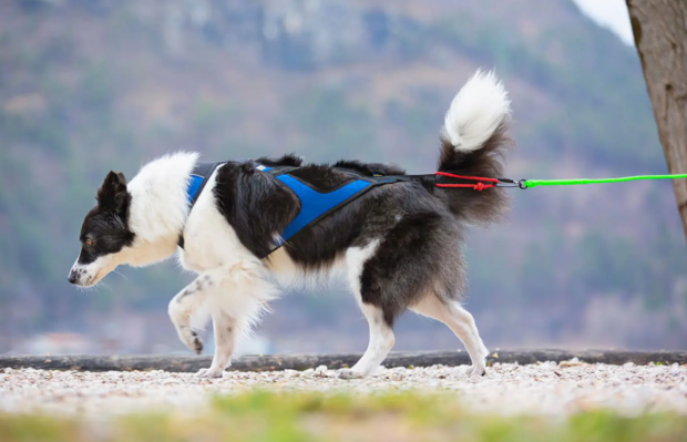 Axaeco X shirt harnas 2.0 