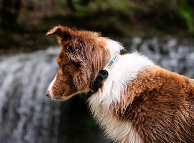 AXAECO GALAXY COLLAR 